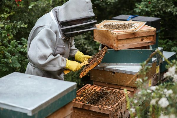 Soutenez les abeilles : le parrainage de ruches en entreprise